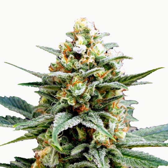 Kannabia Seed Company - Kritikal-K - 1