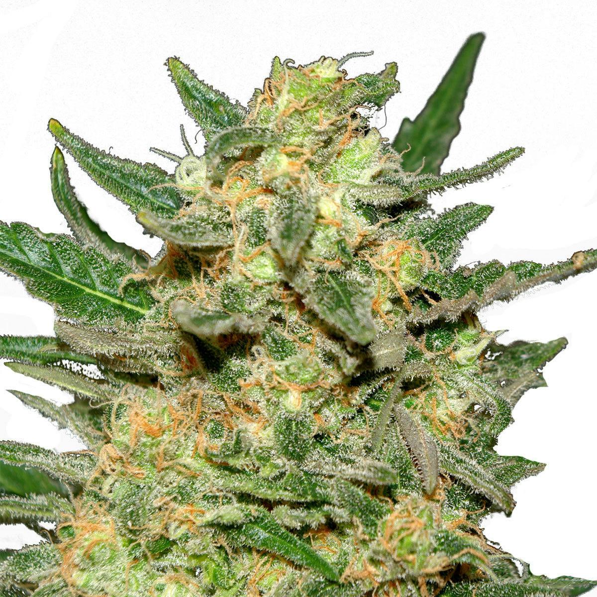 Kannabia Seed Company - Thai Fantasy - 1