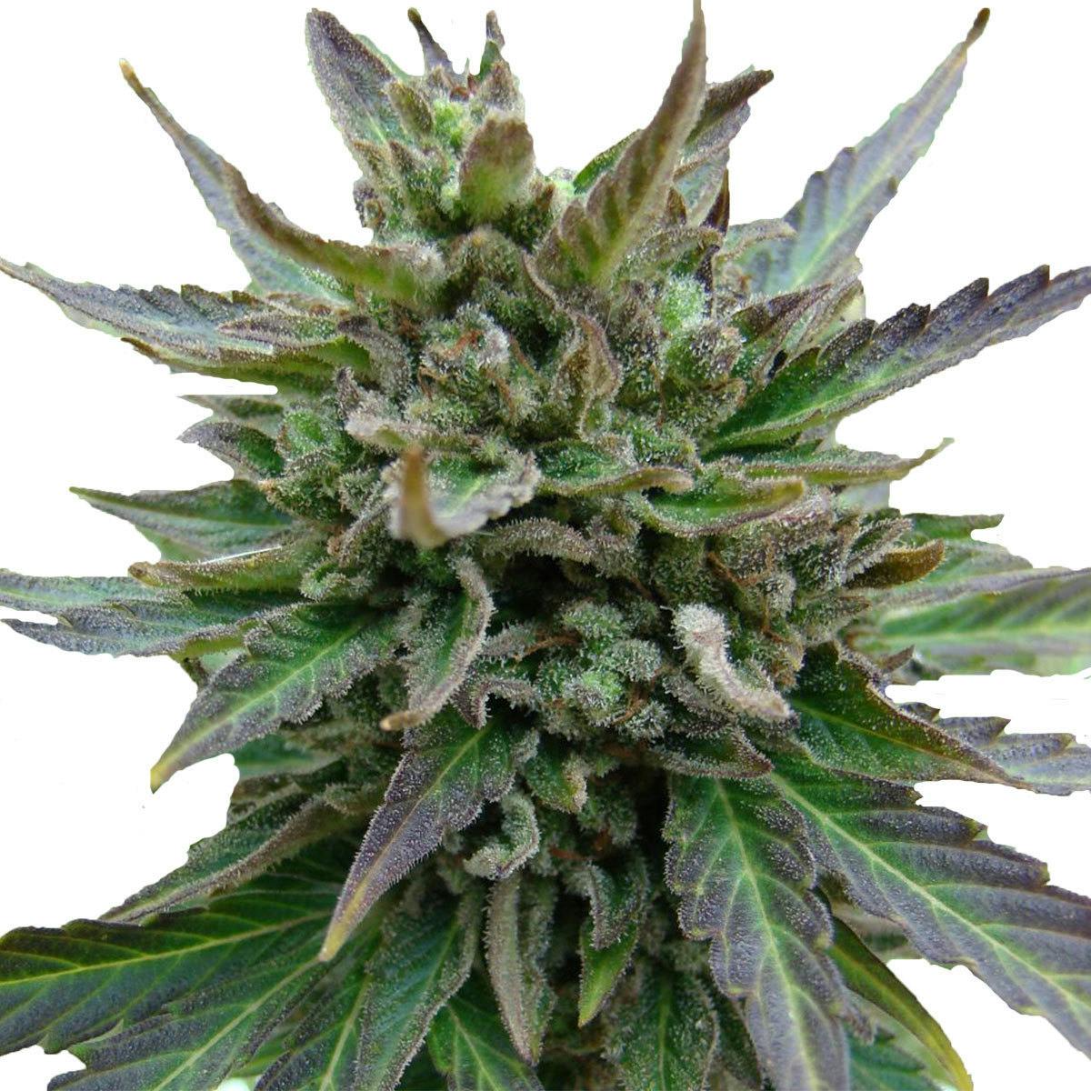 Kannabia Seed Company - Kickass Auto - 1