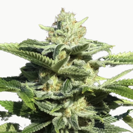 Eva Seeds - Papa's Candy - 1