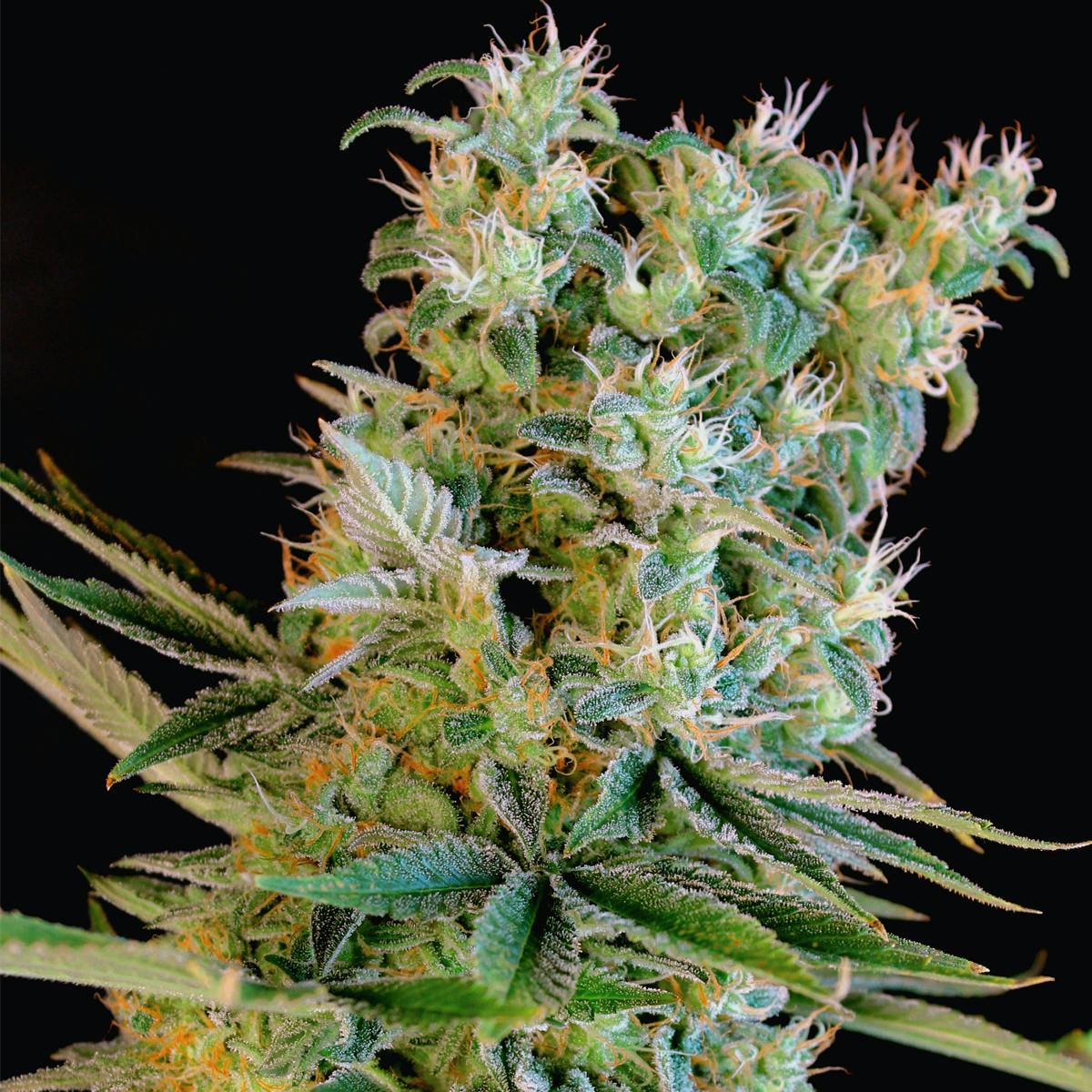 Genehtik - Amnesia Bilbo - 1