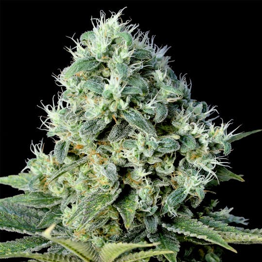 Genehtik - Santa Bilbo - 1