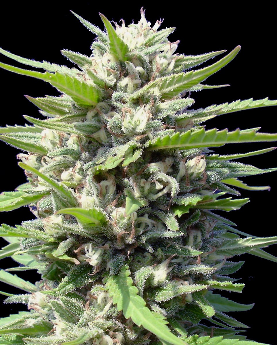 Genehtik - Northern Lights Auto - 1