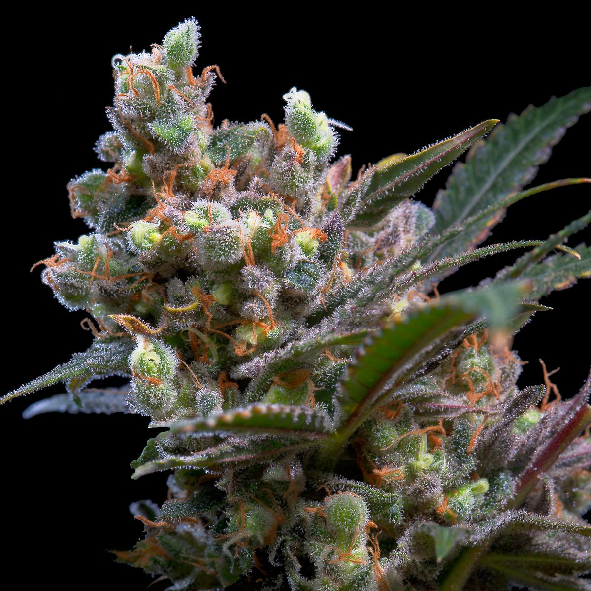 Genehtik - Kritikal Bilbo - 1