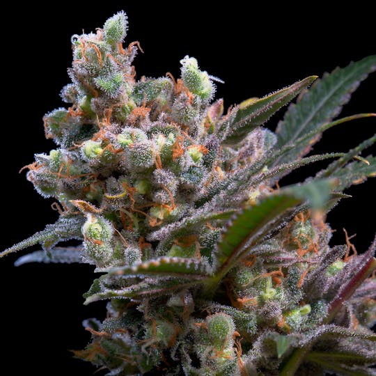 Genehtik - Kritikal Bilbo - 1