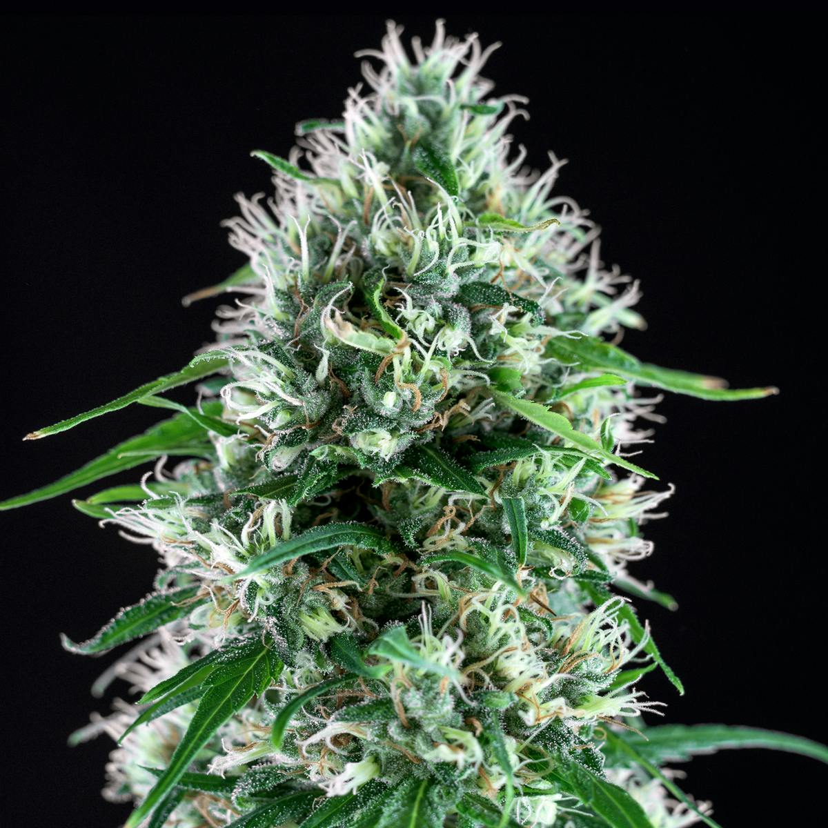 Genehtik - Super Silver Bilbo - 1