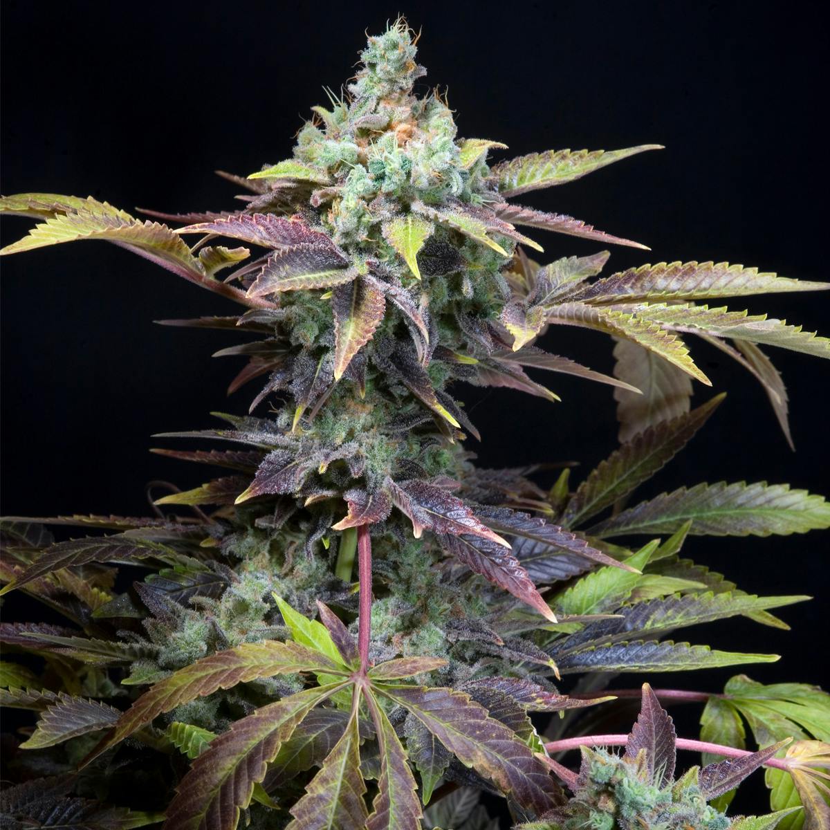 Genehtik - Txomango - 1