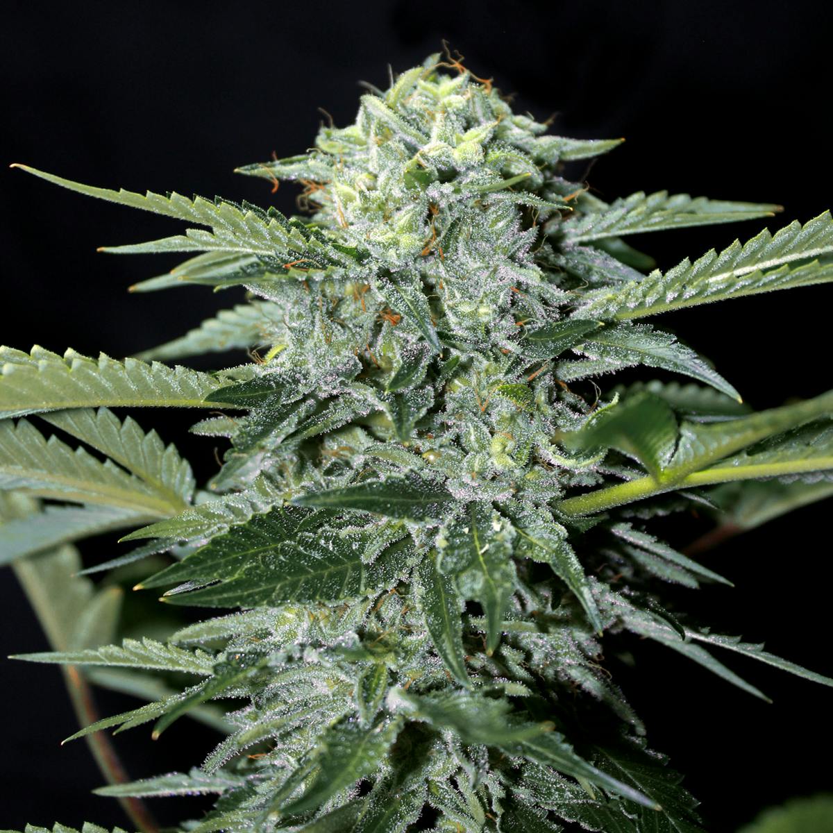 Genehtik - Txees Bilbo - 1