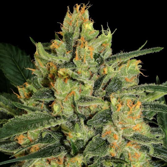 Paradise Seeds - Durga Mata II CBD - 1