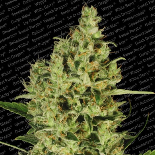 Paradise Seeds - Delahaze - 1