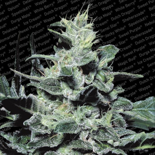 Paradise Seeds - Nebula - 1