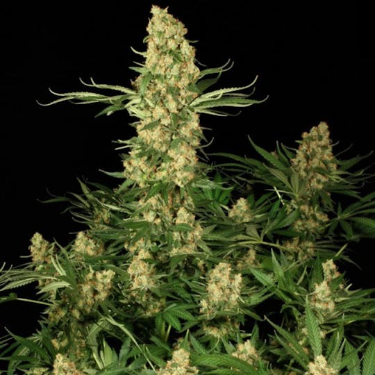 Paradise Seeds - Wappa - 1