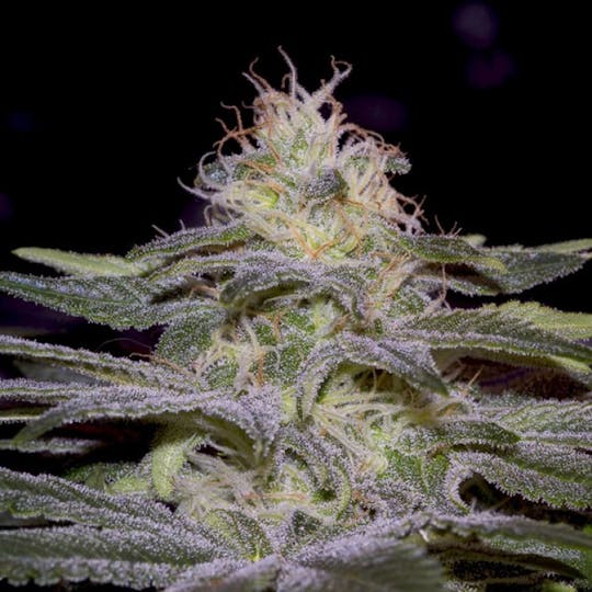 Paradise Seeds - Sensi Star - 1