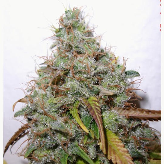 Paradise Seeds - White Berry - 1