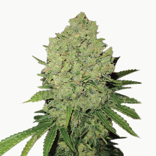 Medical Seeds - Prozack - 1