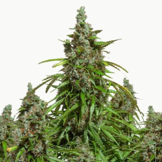 Dutch Passion Seed Company - Auto Mazar - 1