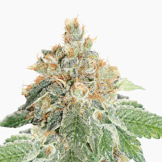 Dutch Passion Seed Company - Auto Colorado Cookies - 1