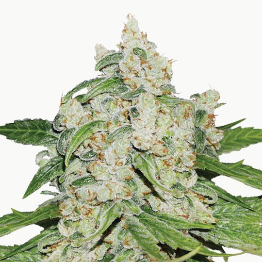 Dutch Passion Seed Company - Auto Brooklyn Sunrise - 1