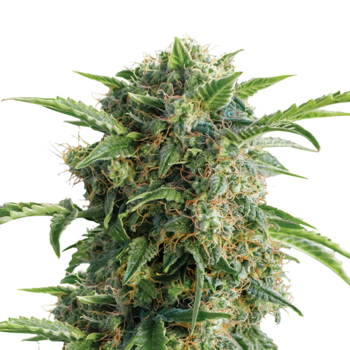 Dutch Passion Seed Company - Auto Daiquiri Lime - 1