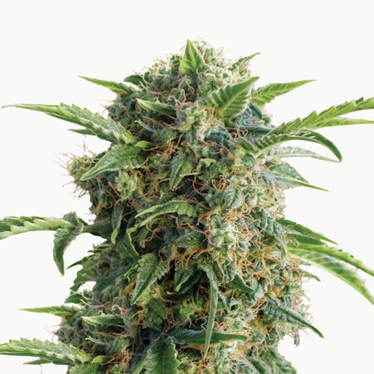 Dutch Passion Seed Company - Auto Daiquiri Lime - 1