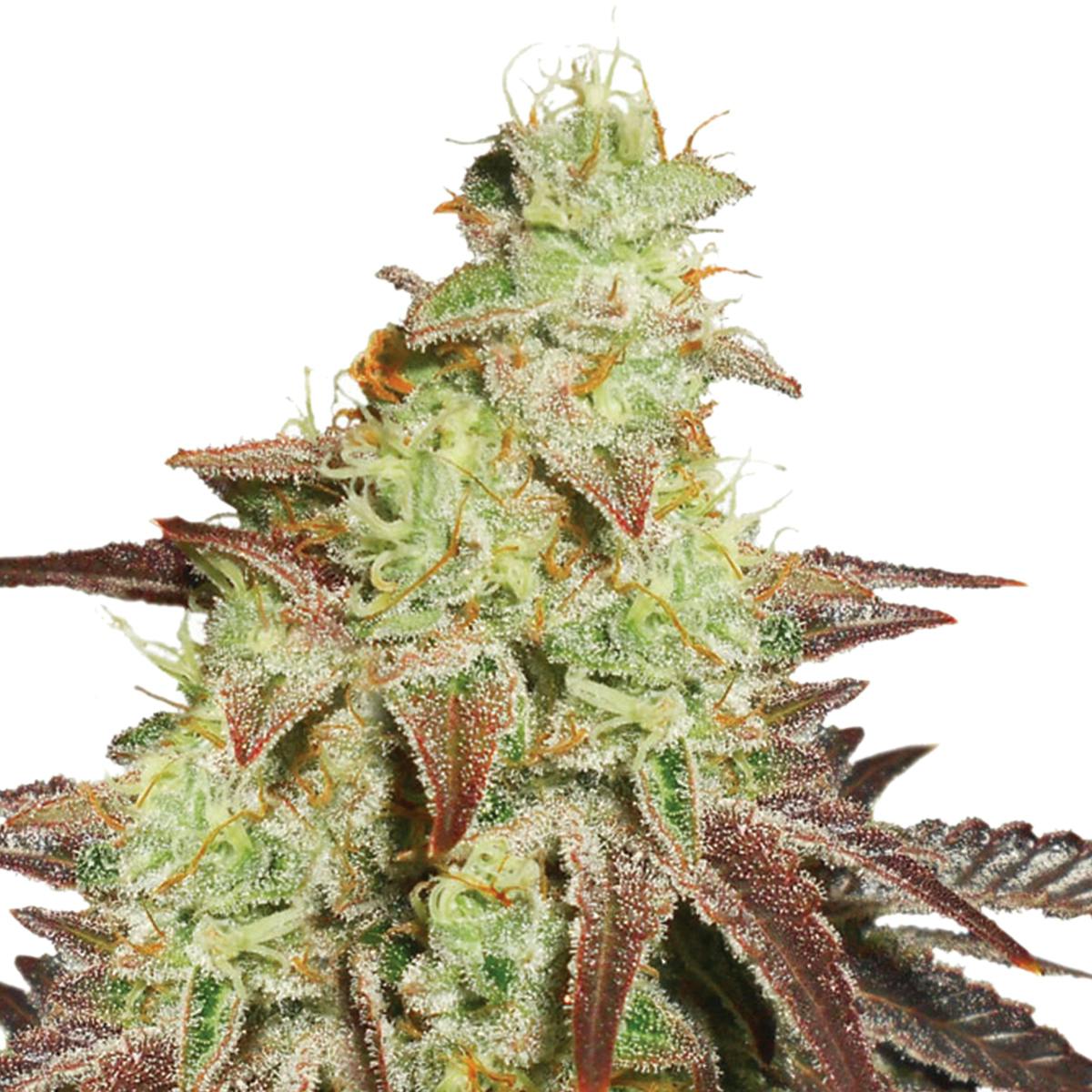 Dutch Passion Seed Company - Auto Night Queen - 1