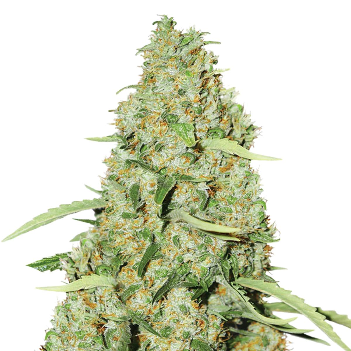 Dutch Passion Seed Company - Think Fast - 1