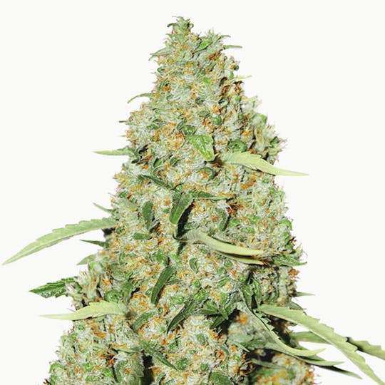 Dutch Passion Seed Company - Think Fast - 1