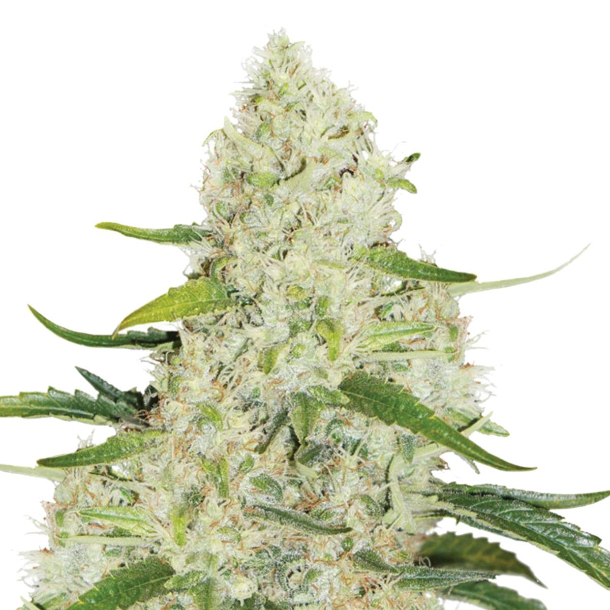 Dutch Passion Seed Company - Think Big - 1