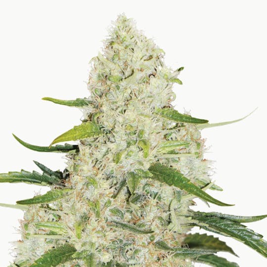 Dutch Passion Seed Company - Think Big - 1