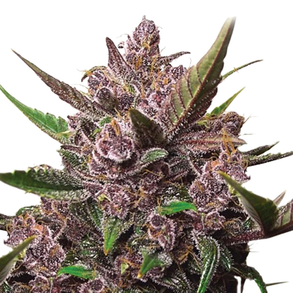 Dutch Passion Seed Company - Auto Blackberry Kush - 1