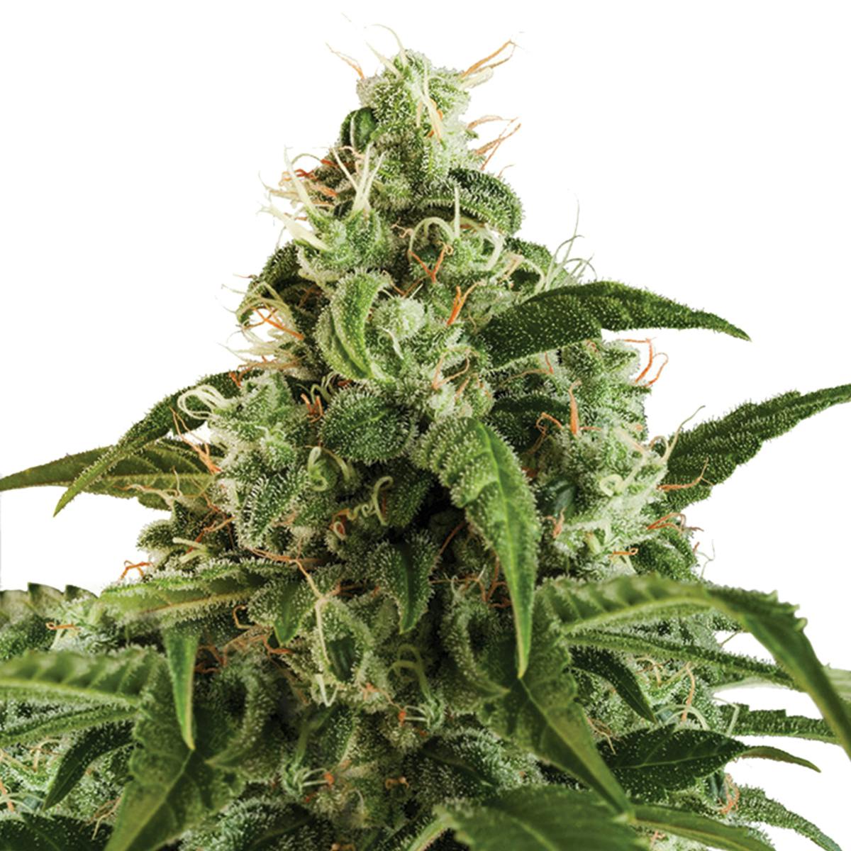 Dutch Passion Seed Company - Auto Euforia - 1