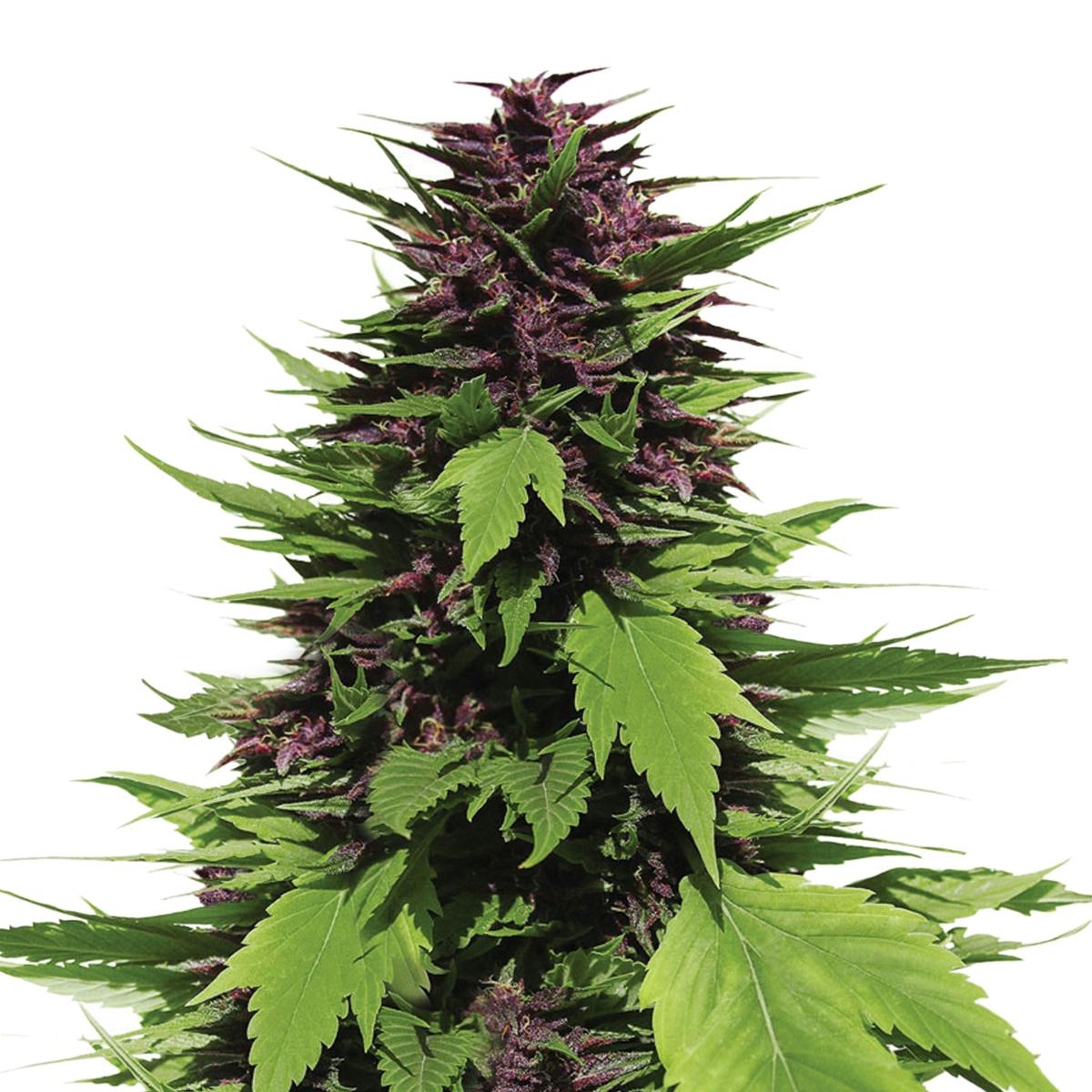 Dutch Passion Seed Company - Frisian Duck - 1