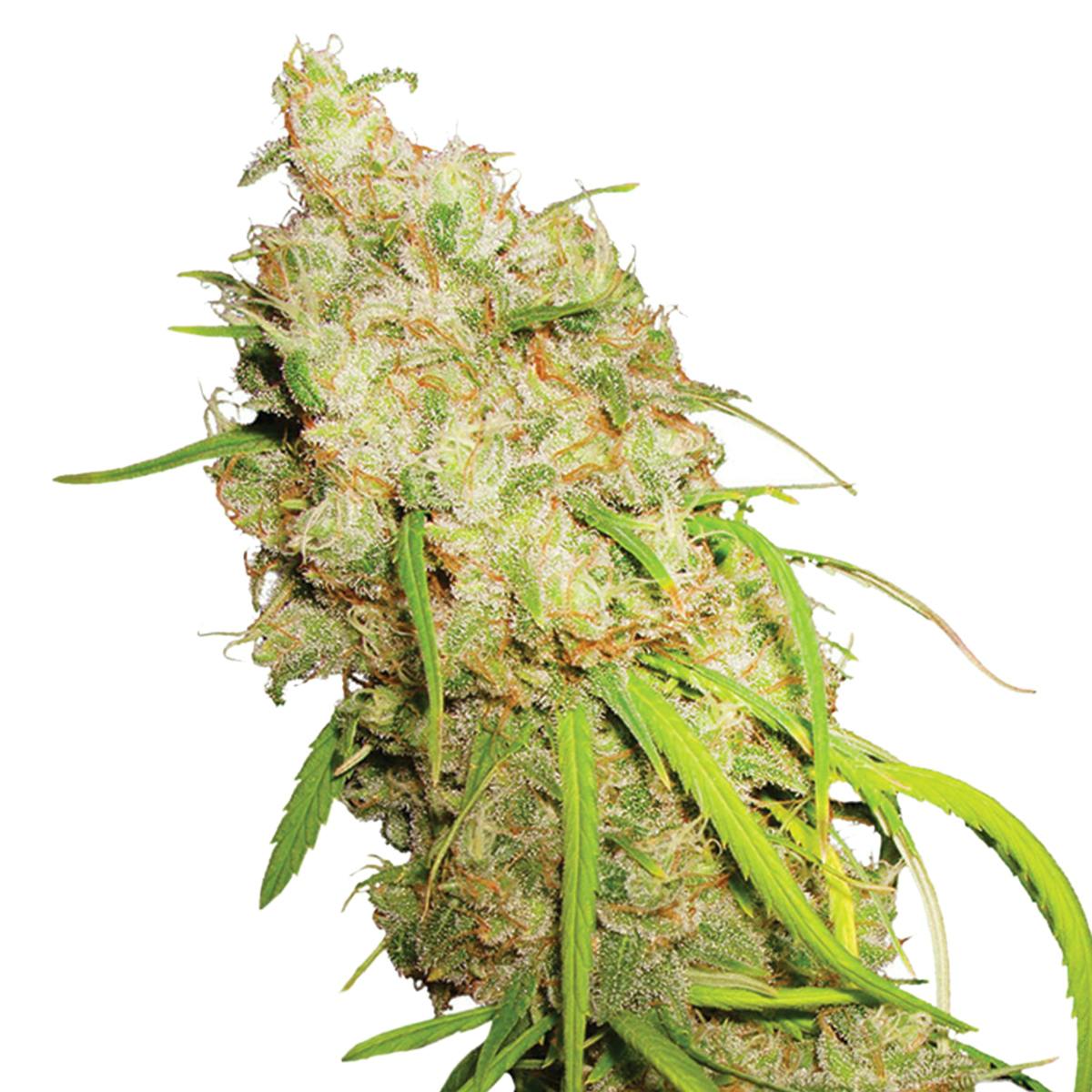 Dutch Passion Seed Company - Desfrán - 1