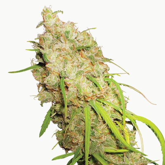 Dutch Passion Seed Company - Desfrán - 1