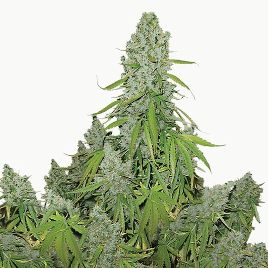 Dutch Passion Seed Company - Auto Ultimate - 1