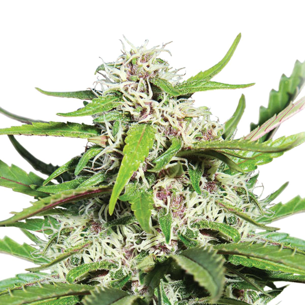 Dutch Passion Seed Company - AutoFrisian Dew - 1
