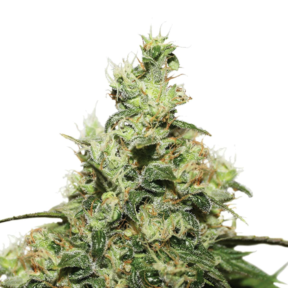 Dutch Passion Seed Company - CBD Kush - 1