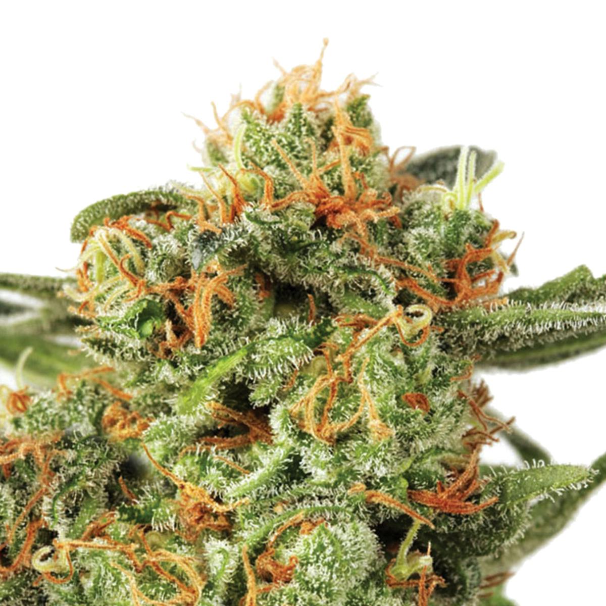 Dutch Passion Seed Company - Orange Hill Special - 1