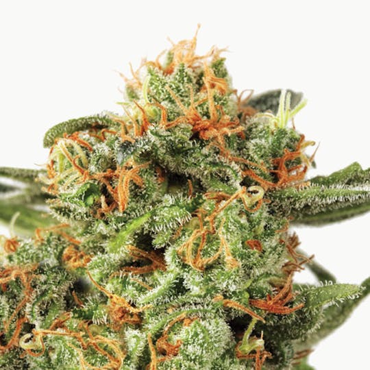 Dutch Passion Seed Company - Orange Hill Special - 1