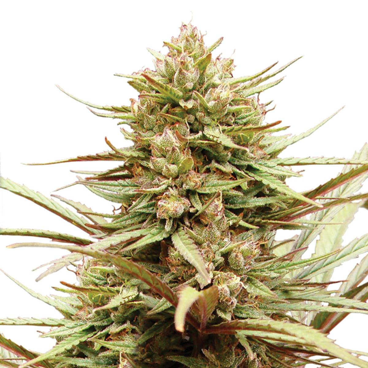 Dutch Passion Seed Company - ComPassion - 1