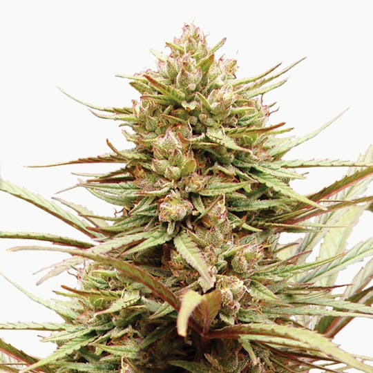 Dutch Passion Seed Company - ComPassion - 1