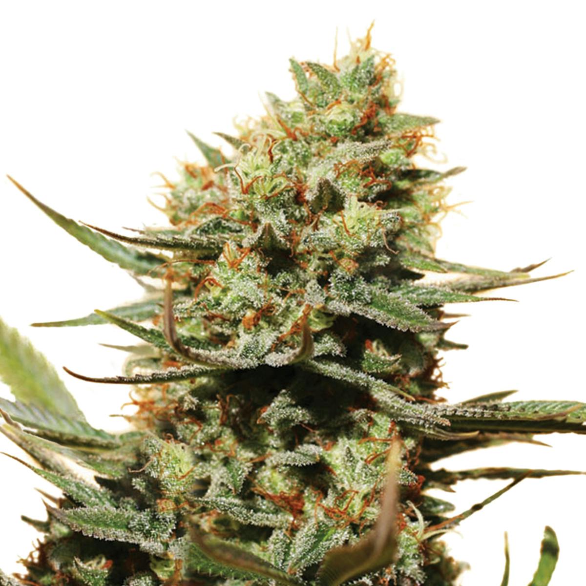 Dutch Passion Seed Company - The Edge - 1