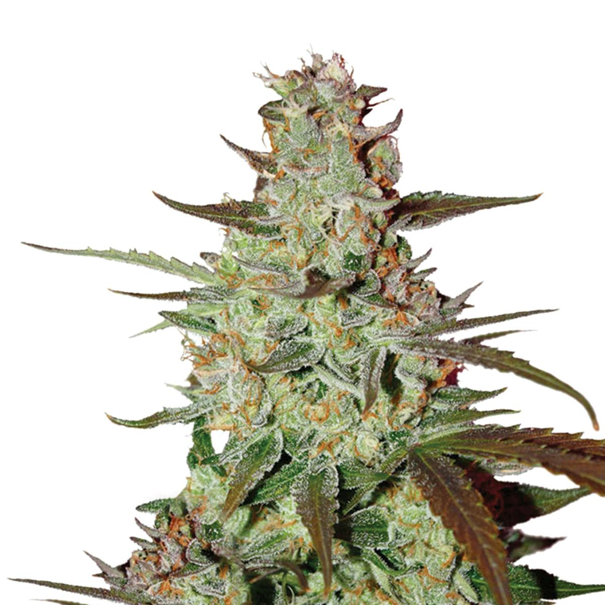 Dutch Passion Seed Company - Blue Auto Mazar - 1