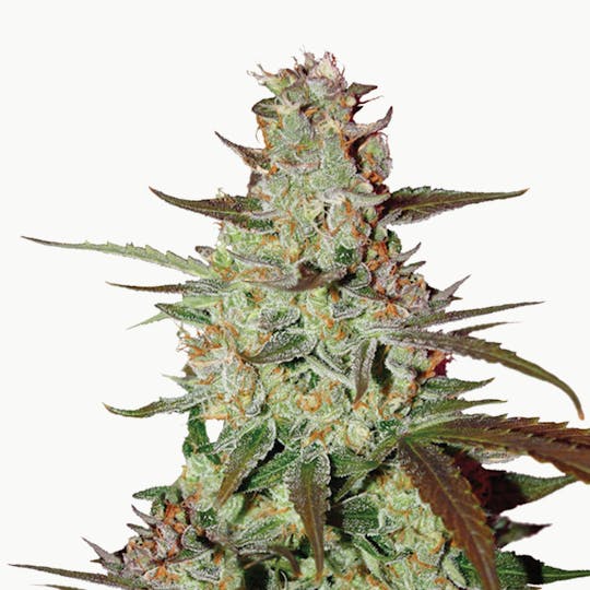 Dutch Passion Seed Company - Blue Auto Mazar - 1