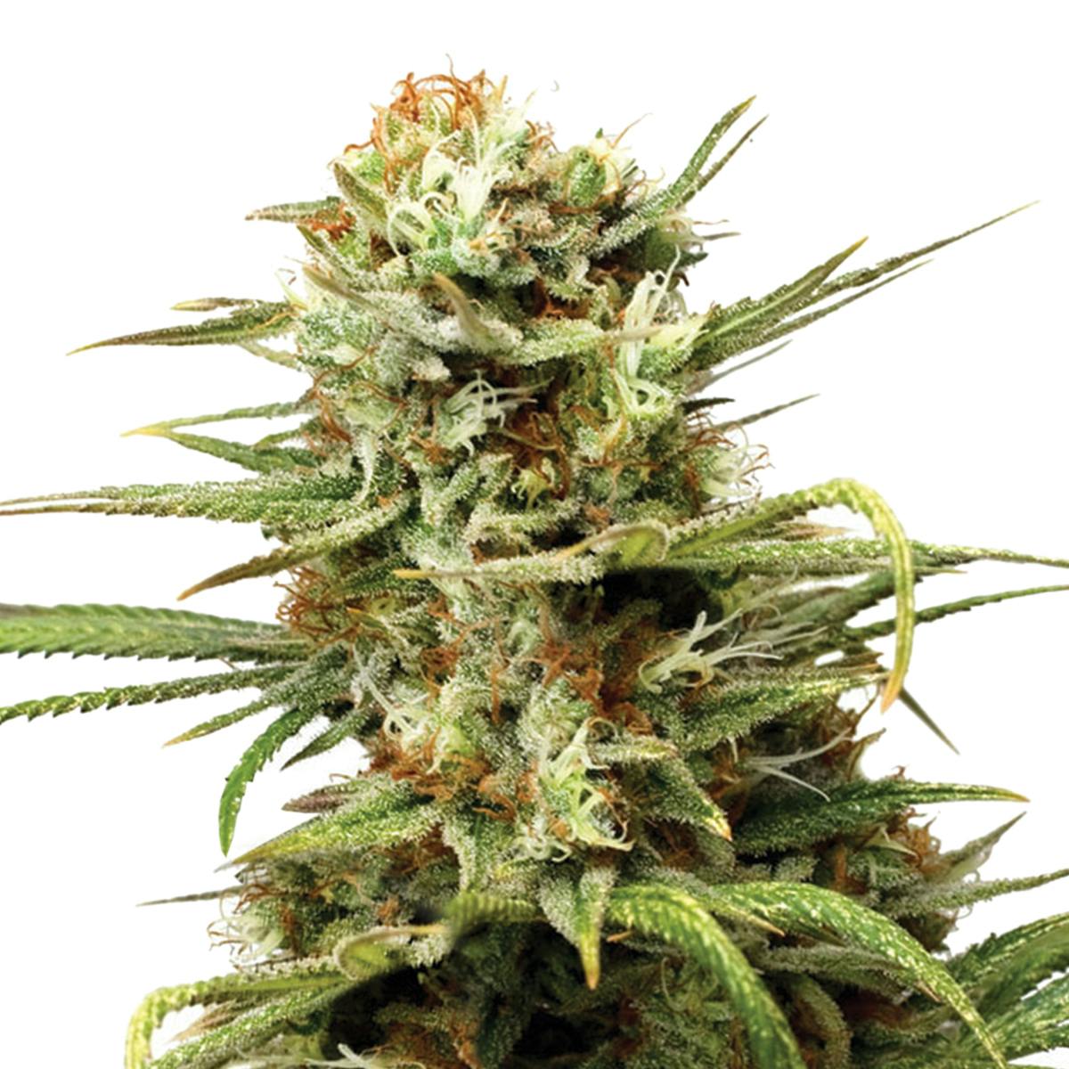 Dutch Passion Seed Company - Auto White Widow - 1