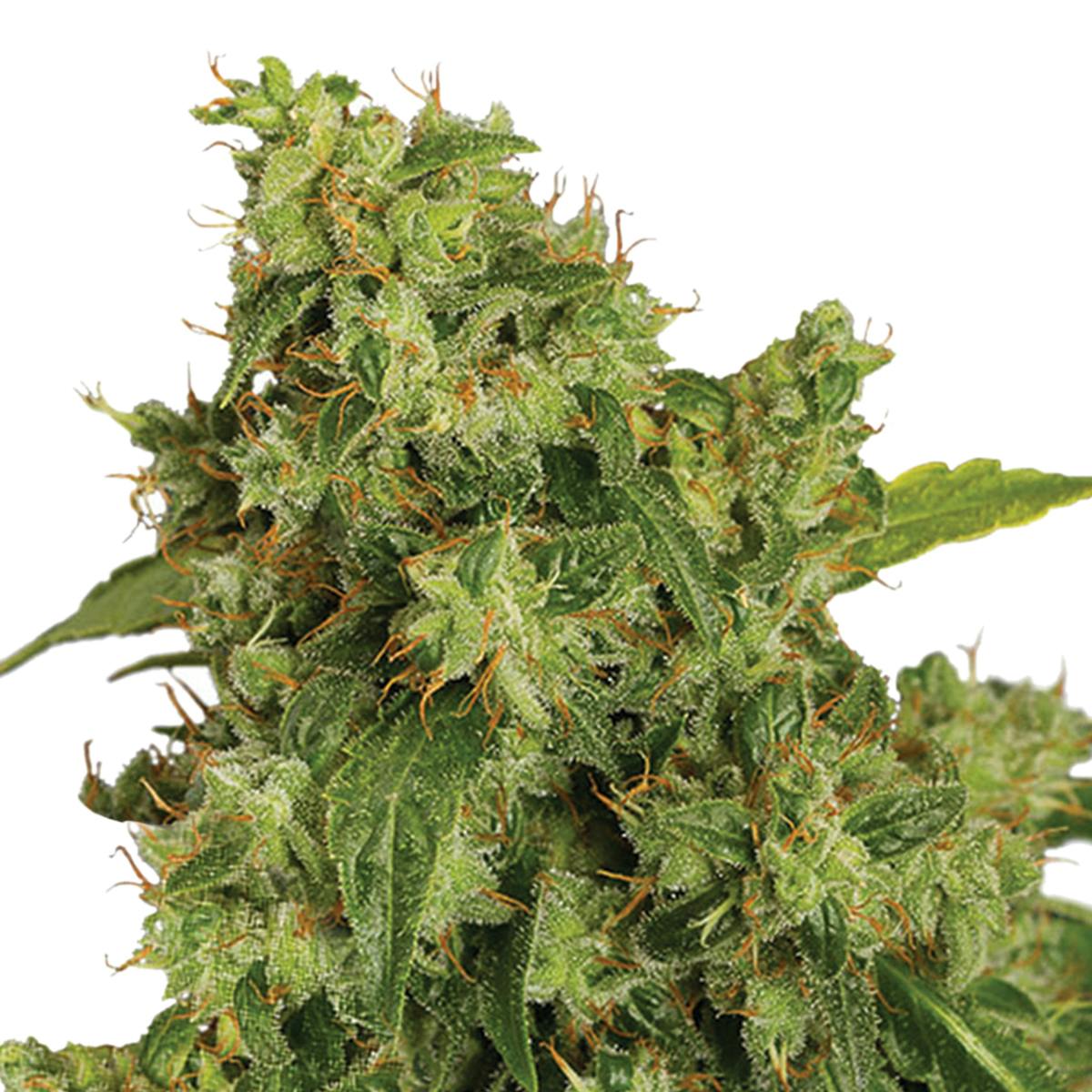 Dutch Passion Seed Company - Auto Xtreme - 1