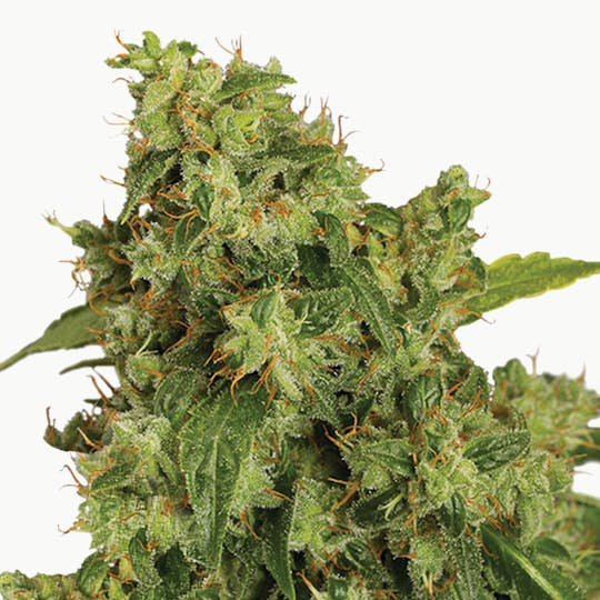Dutch Passion Seed Company - Auto Xtreme - 1