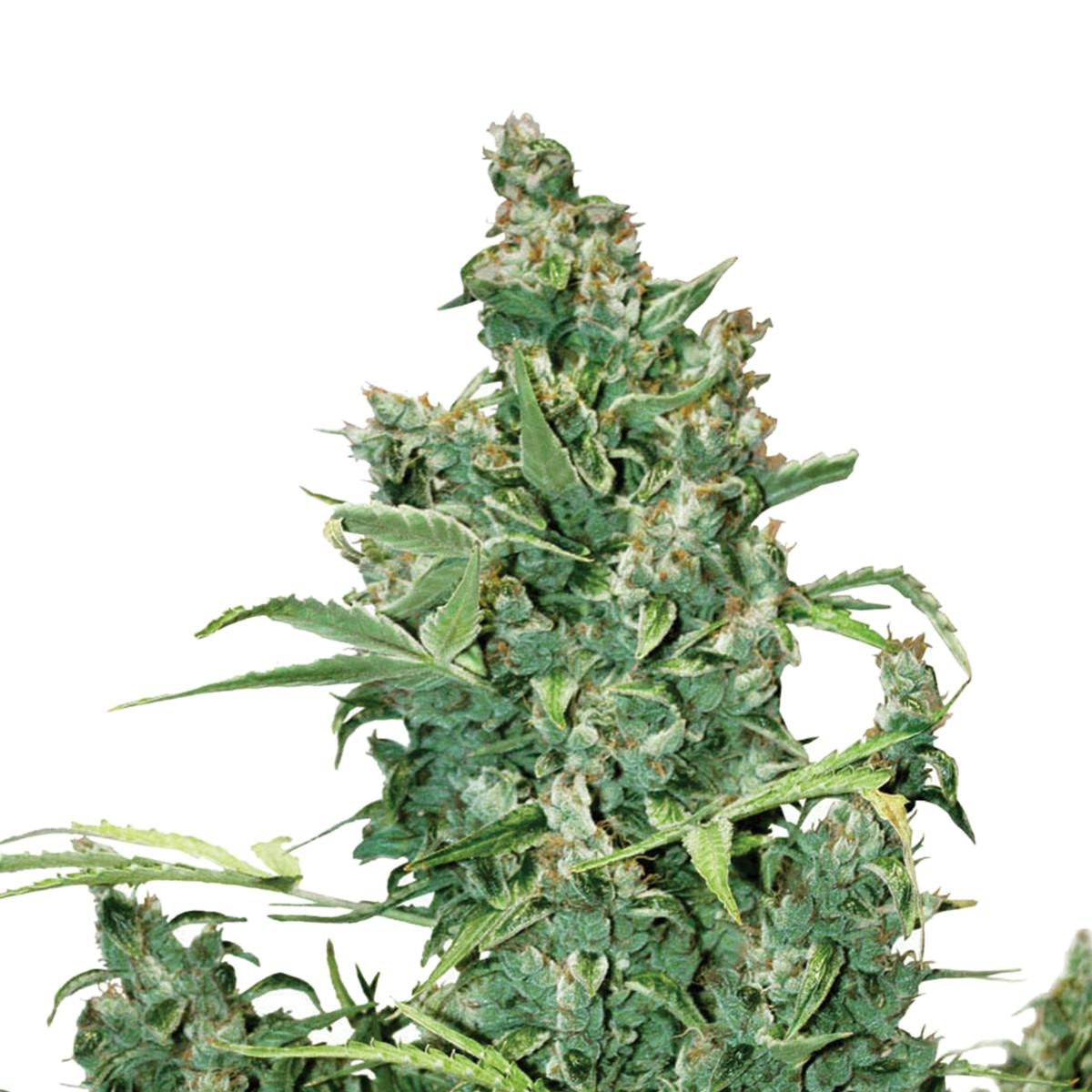 Dutch Passion Seed Company - Tundra #2 - 1