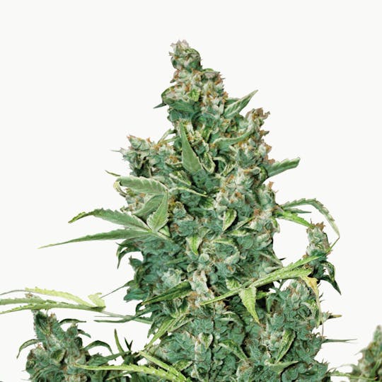 Dutch Passion Seed Company - Tundra #2 - 1