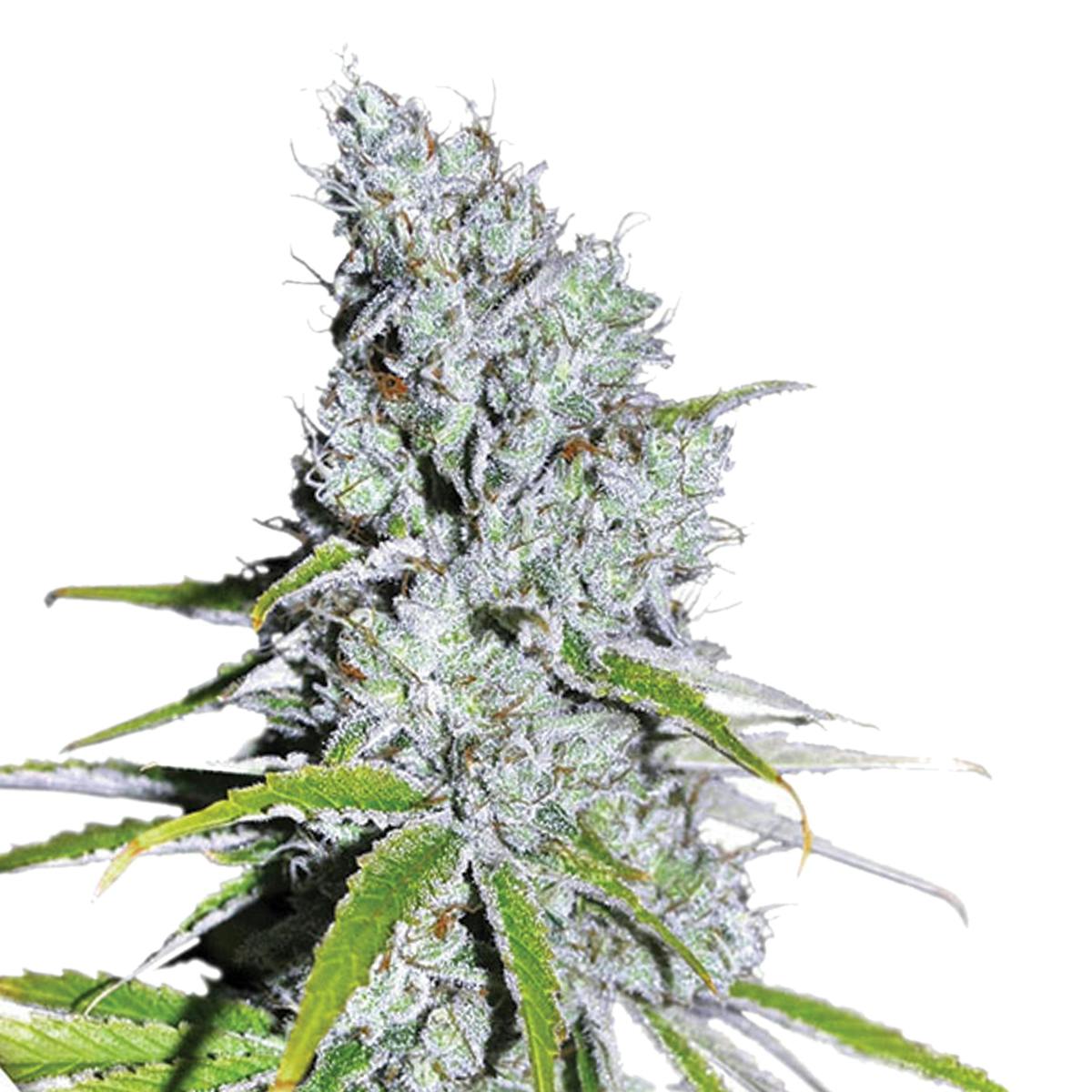 Dutch Passion Seed Company - CBD Skunk Haze - 1